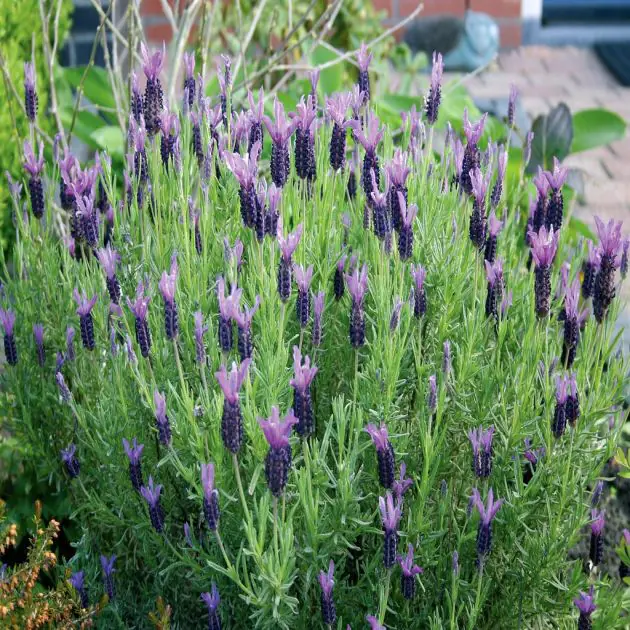 Lavendula Stoechas B