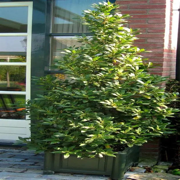 Laurus nobilis