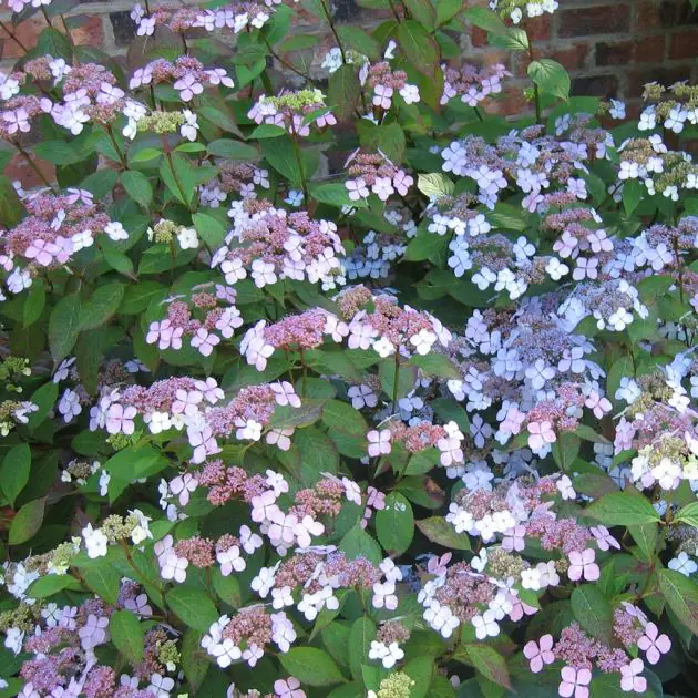 Hydrangea serata Blue Bird