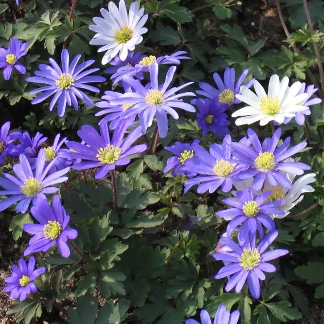 Anemone blanda Blue & White Shades 2 