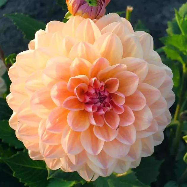 Dahlia dec  Maya