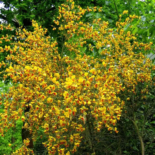Cytisus battandierii