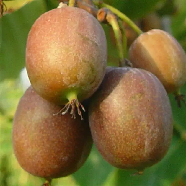 Actinidia arguta Issai