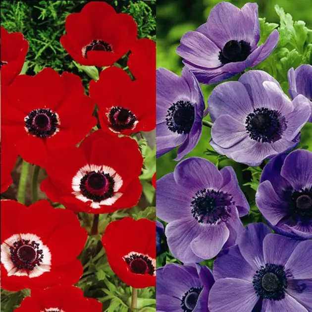 AnemoneMrFokkerHollandiaCombo