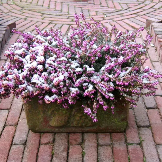 Winter Erica 1