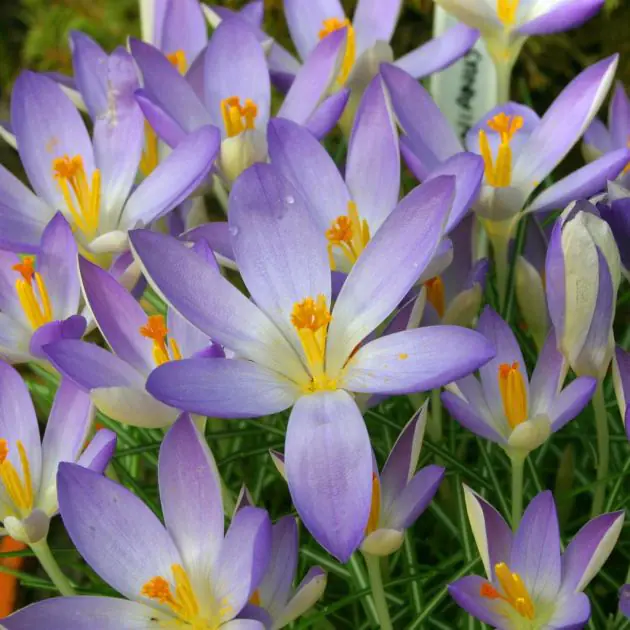 Crocus tommassianus Lilac Beauty 5