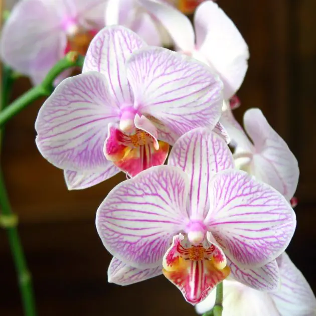 phaleanopsis pink stripes
