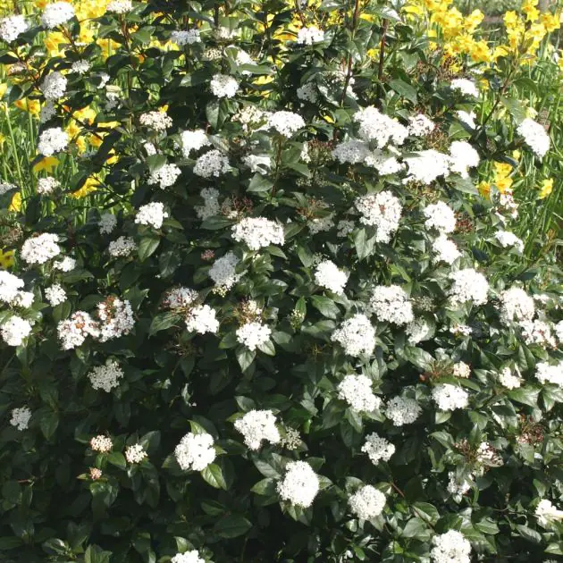 Viburnum Tinus