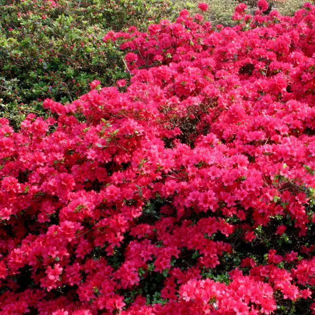 Rhododendron Jap. Azalea Hino Crimson