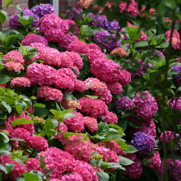 Hydrangea Pink 