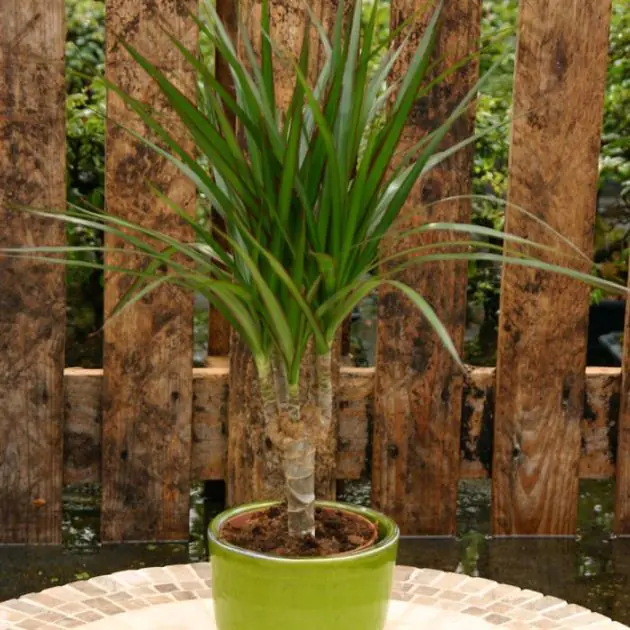 Dracaena marg op Stam