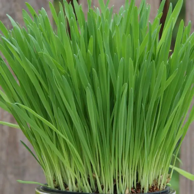 Cat Grass