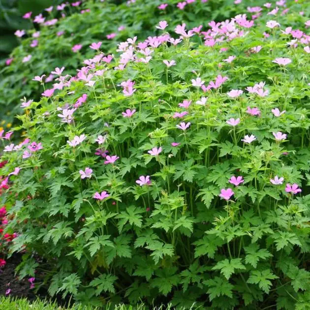 Geranium endressii Wargrave Pink