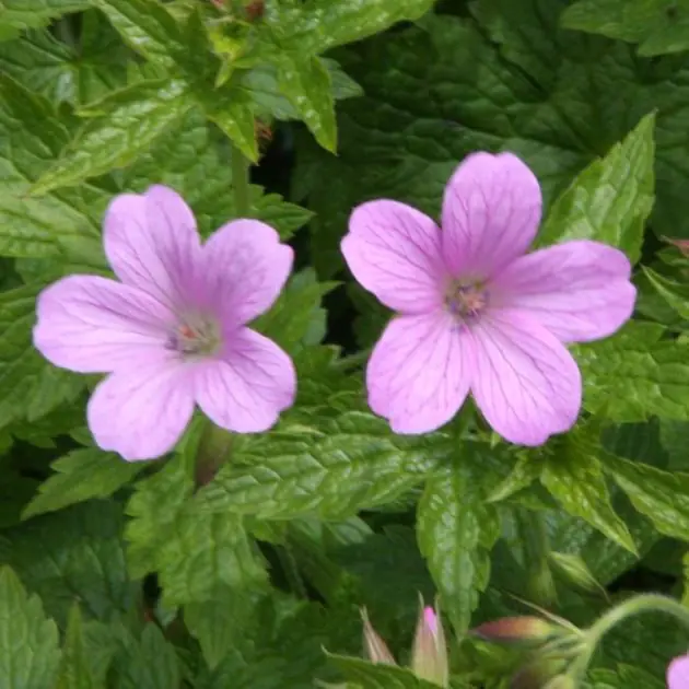 Geranium endressi Wargrave Pink