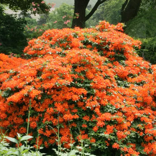 Alalea Orange