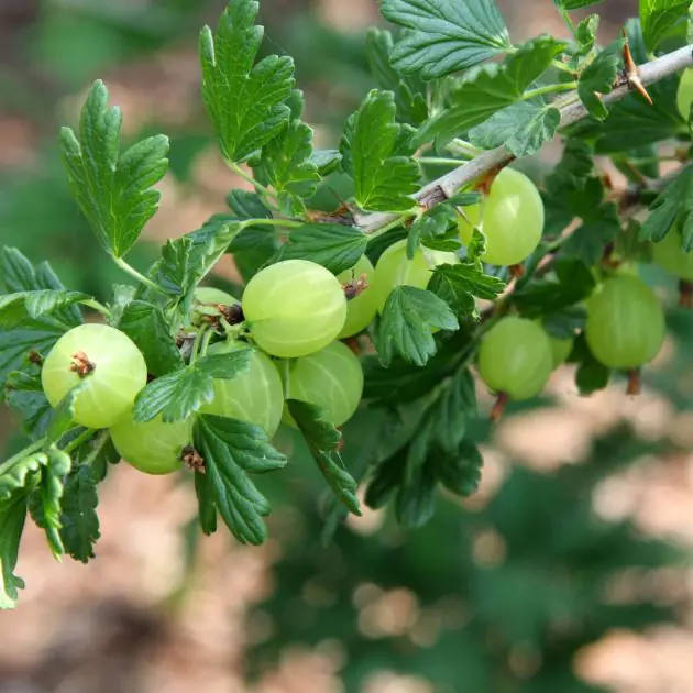 Kruisbes
