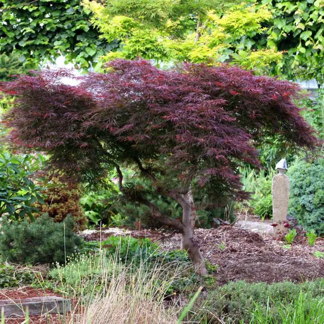 Acer atropurpurea
