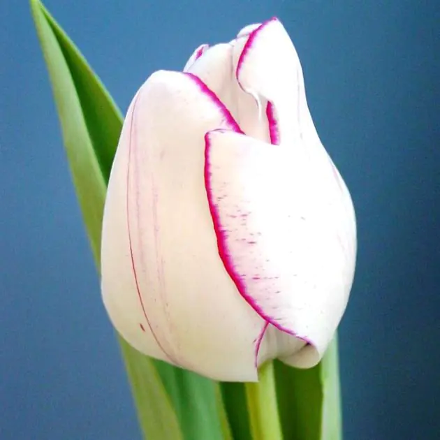 Tulip Viridiflora Hot pants