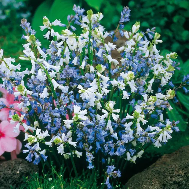 Brimeura hyacinthaceae liliaceae mix (syn. Scilla nutans )