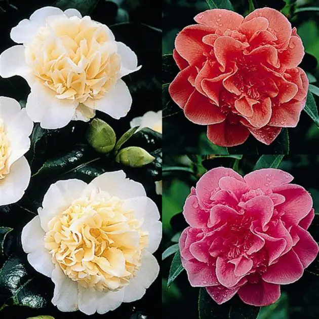 Camellia Collection Red White Pink