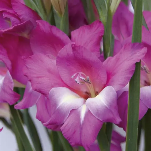 Gladioli Charm