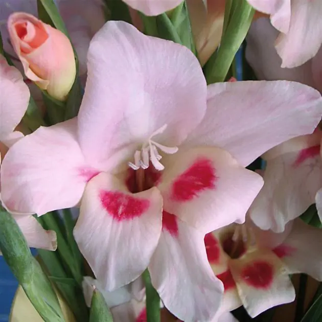 Gladioli Elvira