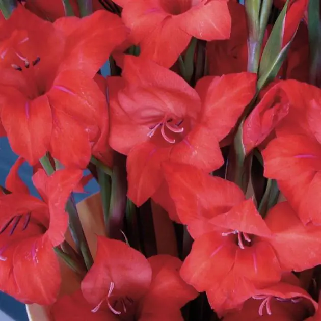 Gladioli Mirella