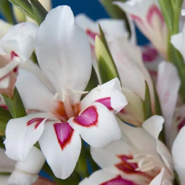 Gladioli Prins Claus