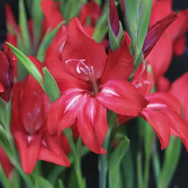 Gladioli Robinetta