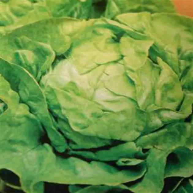 Salat Hilde II