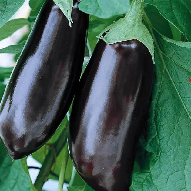 32060 Aubergine