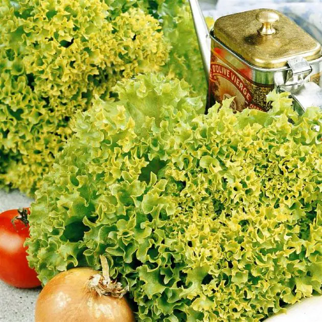 3 2668 Lettuce 'Lollo Bionda'
