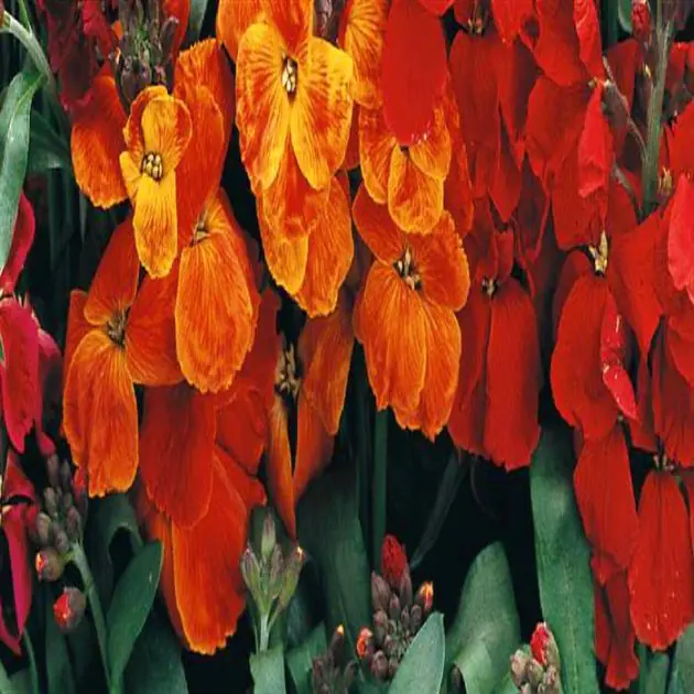 2 5055 Wallflower 'Tom Thumb'