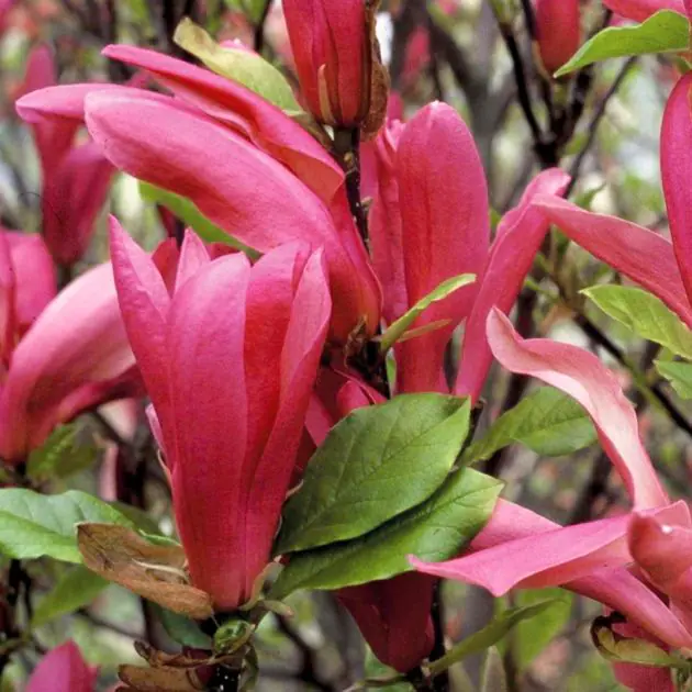 Magnolia  Suzan 