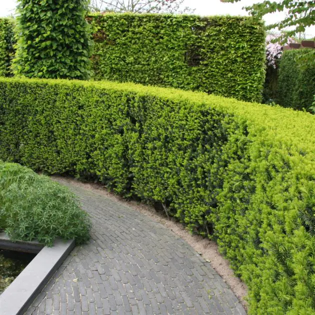 Taxus Media Hickssii