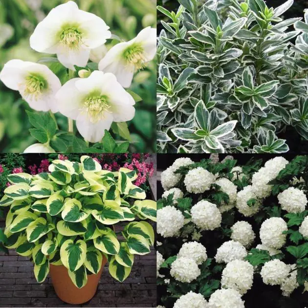 Jardín de sombra blanca