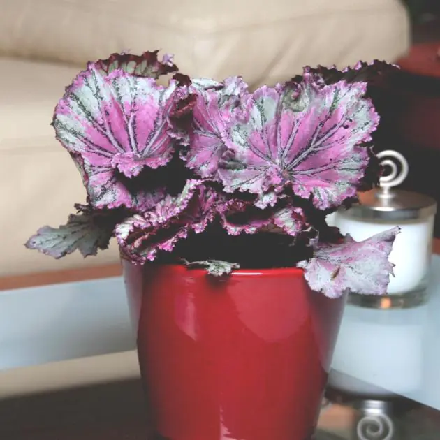 Begonia Purpe