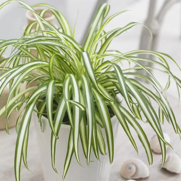Chlorophytum comosum 'Atlantic'
