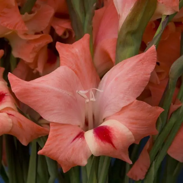 Gladioli Nathalie