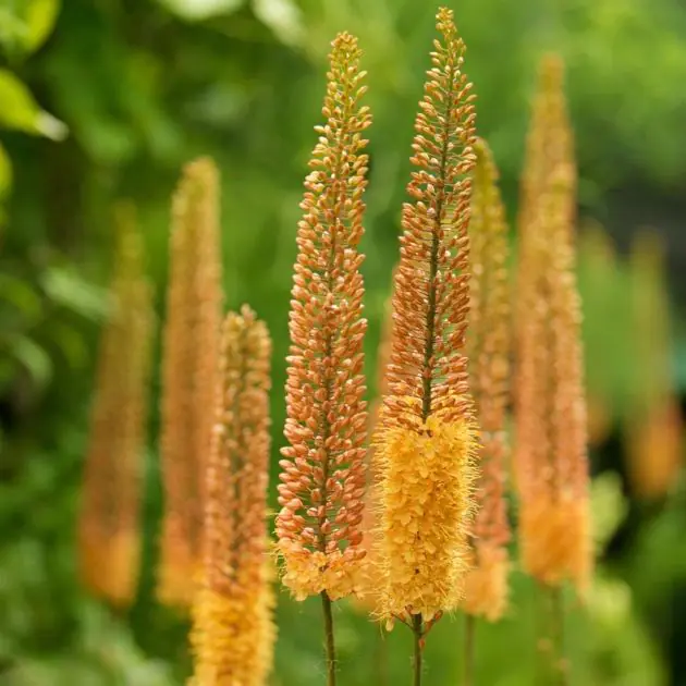 eremurus-pinokkio-02