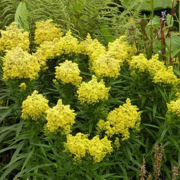 Solidago Little Lemon 001