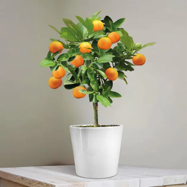 Orenge tree v1