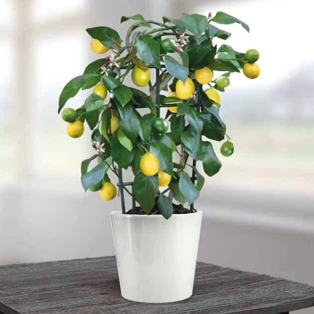 lemon tree small