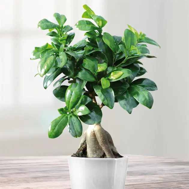 kerst plant