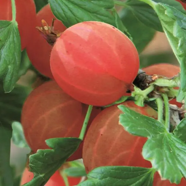 ribes hinonmacki red v1