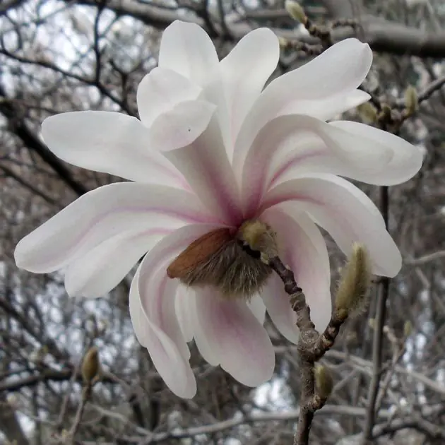 Magnolia Royal star