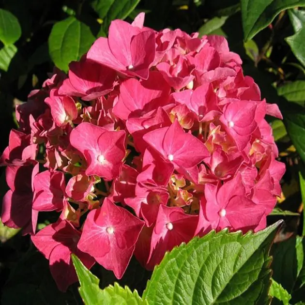 hydrangea alpengluhen