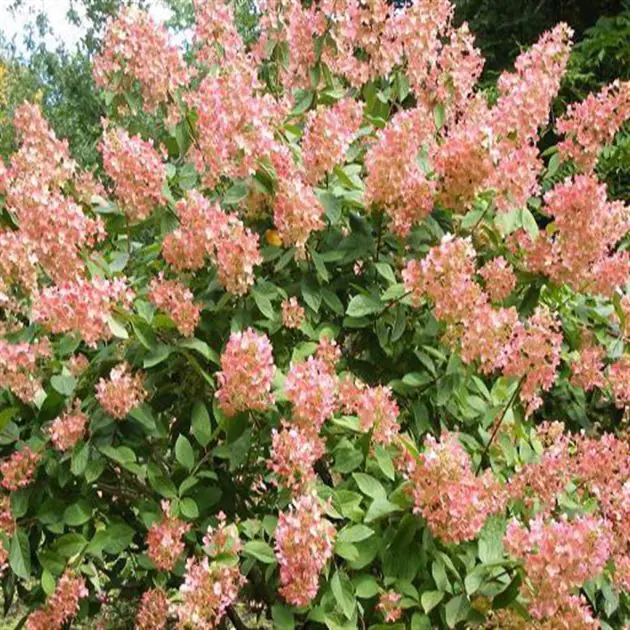 hydrangea-pink-diamond