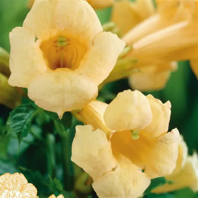 campsis flava