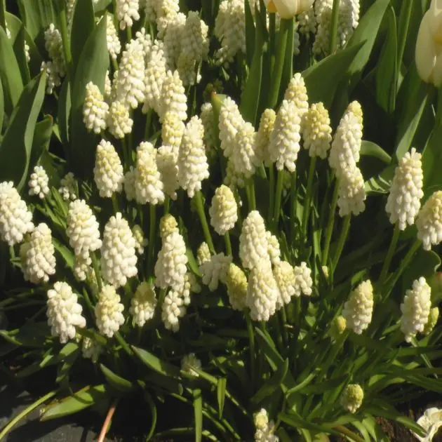 Muscari botryoides alba